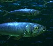 Enchodus