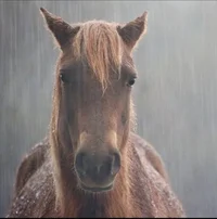 Evil horse