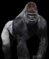 Gorilla
