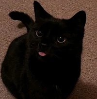 MisterWitheredLord