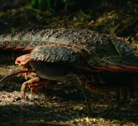 Arthropleura