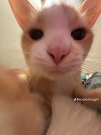ゼウス_ザビエル