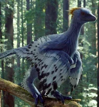 Anchiornis