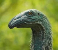 Dinornis