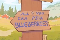 Blueberry Picking