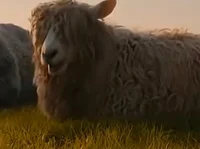 Wool-Eyes