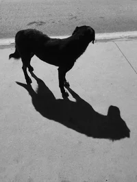 BatFam - Pet