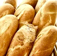 bread
