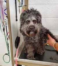 Ugly dog 