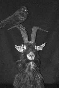 UnholyGoat