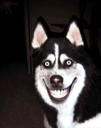 Skinwalker 