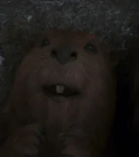 Mrs Beaver