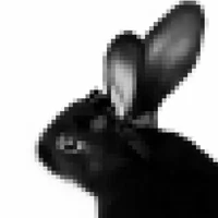 Bun