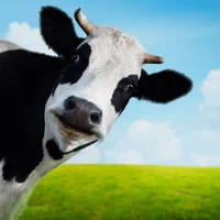 Cow