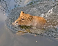 Nala