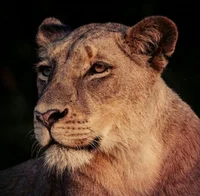 Nala
