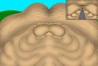 UA Doughball