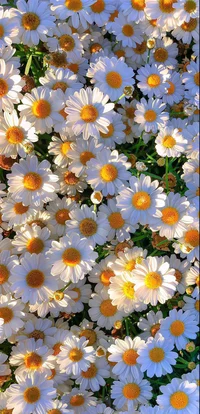 Field_Of_Daisies