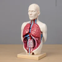 Torso Model TF