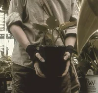 Neville L