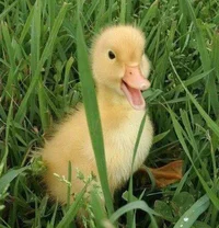 Pet Duck 