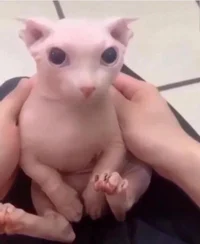 bingusgoes