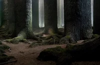 HW- Forest Training