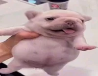 Pibble