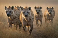 Hyenas -TLK