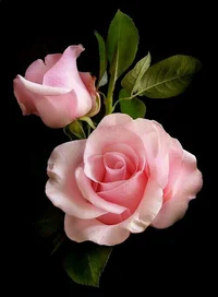 Wilting roses