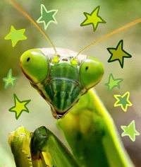 _Silly-Bugz_