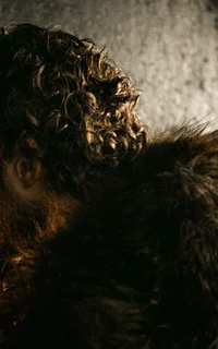 Robb S
