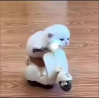 Stupid Dumb Idiot