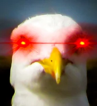 Angry_Mouette
