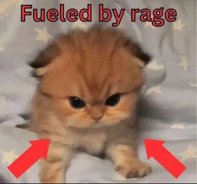 Angry as Heck Cat Meme