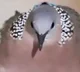 Just a spotted dove 