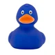 Blue duck