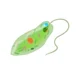 Euglena