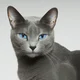 Bluestar