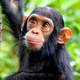 Chimpanzee