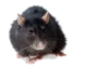 A Rat