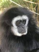 Lar Gibbon