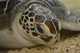 Green Sea Turtle