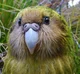 Bean the kakapo