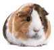 Guinea pig