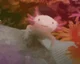 Berus Axolotl