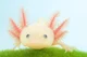 Peaceful Axolotl