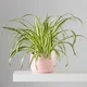 Spider Plant