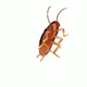 Dancing Cockroach