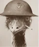 Emu Soldier